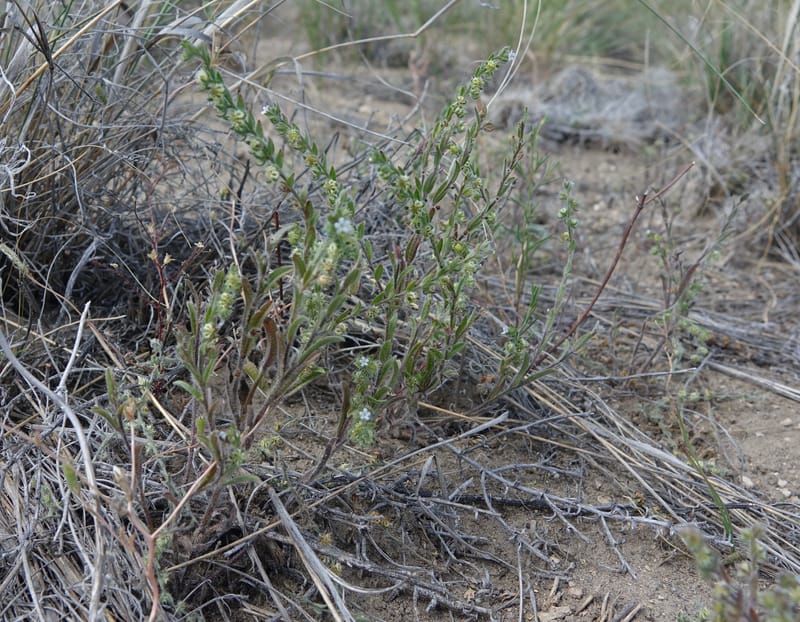 Lappula redowskii var. cupulata, C. Davidson 13659--ID. Hwy 22 W of Dubois. 17 Jun 2017. DSC02303 (115).JPG