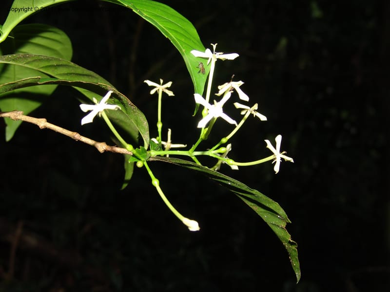Ixora killipii, R. Vasquez  33087--Peru. Pillcopata. Qbda Sachavacayoc. 30 Oct 07. 644 (4).jpg