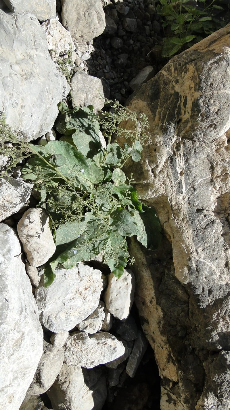 Brunnera orientalis, A. G. Miller 133.7--Iraq. Kurdistan. Shakh-i Pira Magun. Gueza Khan. 11 June 2010. 191 (16).jpg