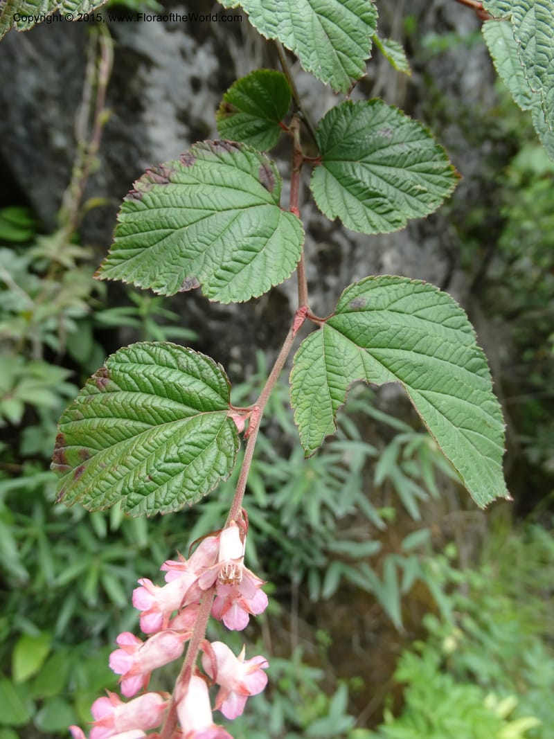 Neillia thibetica, Boufford, D 43710--China. Sichuan. LongDongZhen on Rd. to LeiYuan Shan. 13 May 2014. DSC05860 (7).JPG