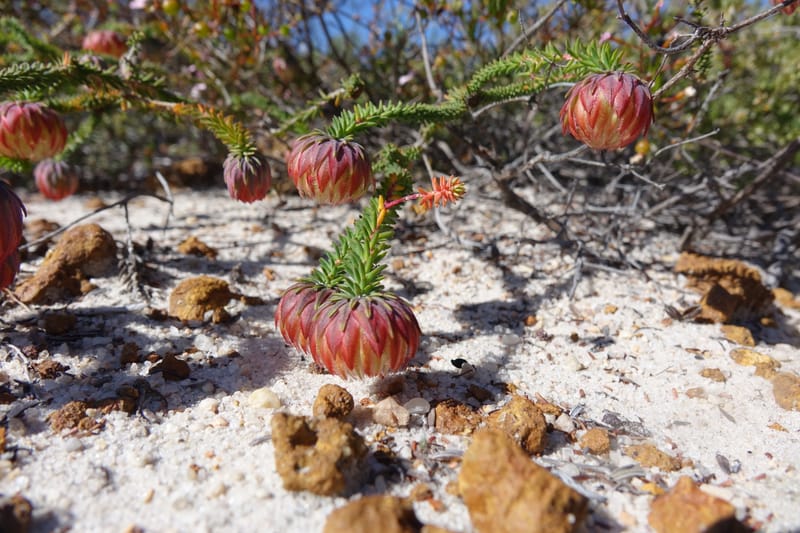 Darwinia polychroma, Davidson, C 13416--Australia. W.A. Past Coorow Rd. 23 Oct 2016. DSC04729 (34).JPG