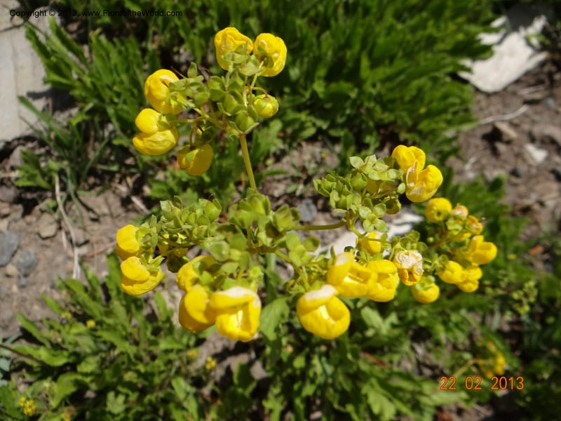 Calceolaria biflora, W. D. Stevens 34183--Chile, La Laguna Maule, 22 Feb 2013 9564 (4).JPG