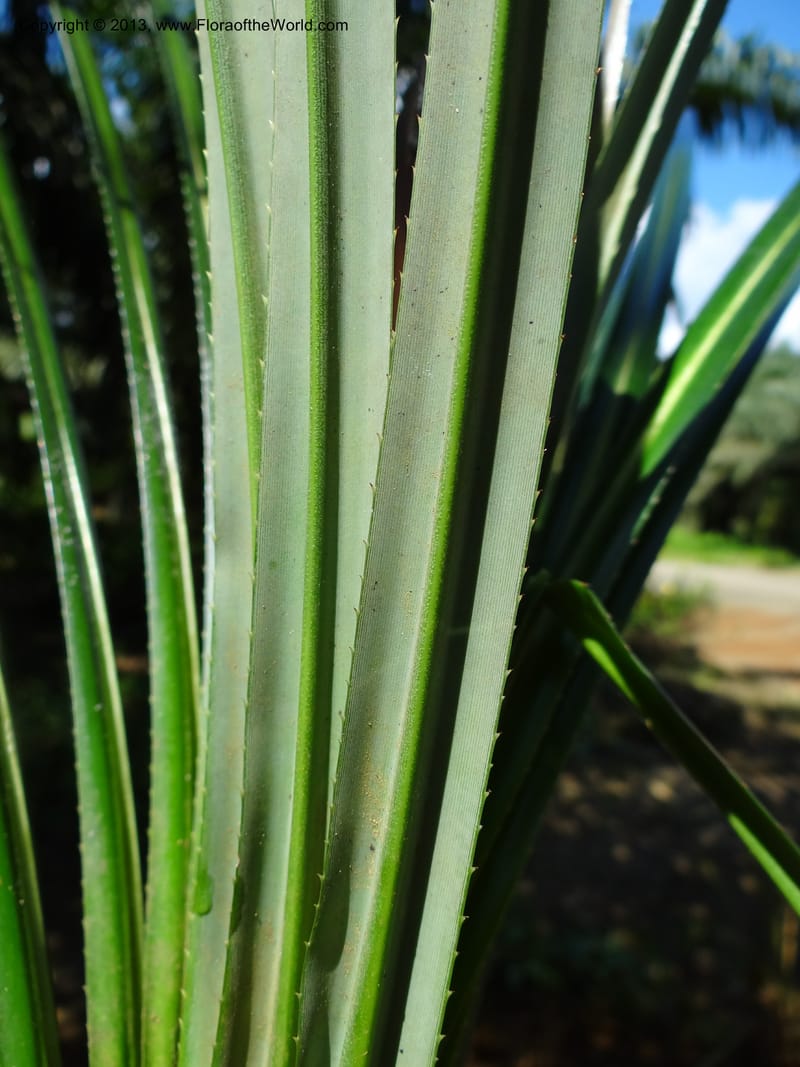 Pandanus discostigma, Callmander 1034--Malaysia. Sabah. Tahan Niaga Plantation. 8 Apr 2012. DSC07609 (68).JPG