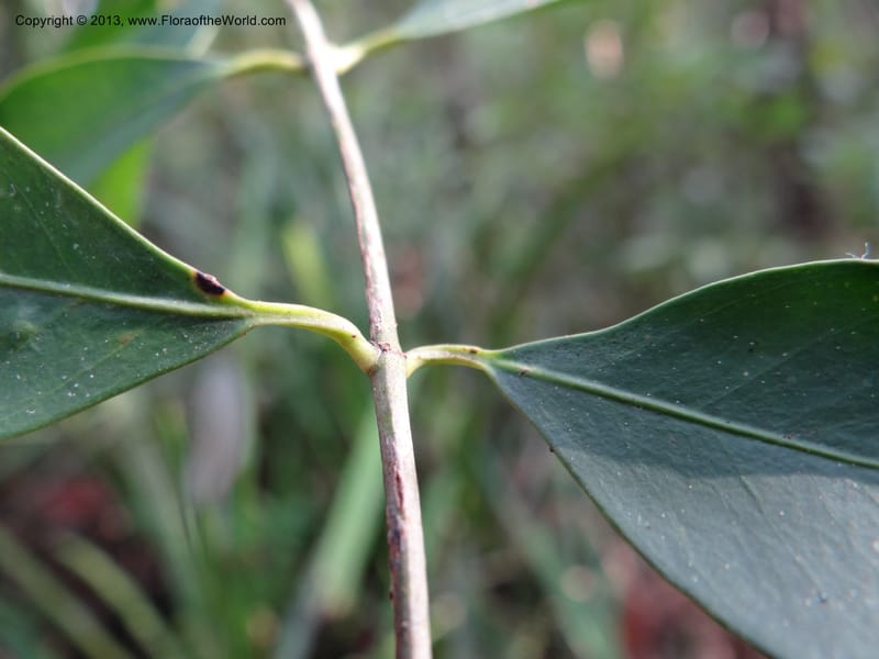 Garcinia, VC 5670--Thailand. Trang. Peninsula Bot. Gard. Thungkhai. 17 Nov 2012. DSC00231 (60).JPG