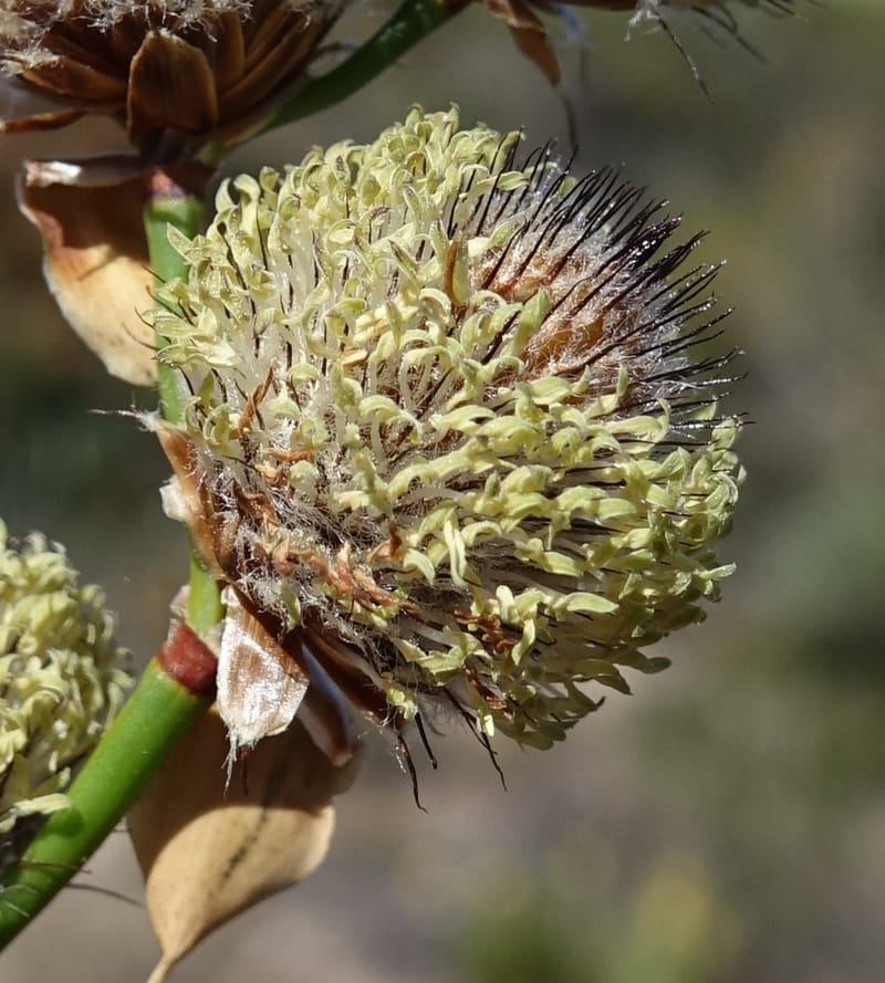 Lepidobolus chaetocephalus, Davidson, C 13414--Australia. Kingia locality. 23 Oct 2016. DSC04566 (166).JPG