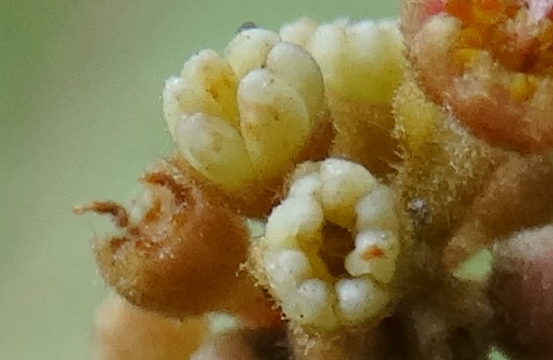 Alectryon vitiensis, Munzinger, J 7376--Fiji. Valeni Vill. 6 Nov 2015. DSC09910 (32).JPG