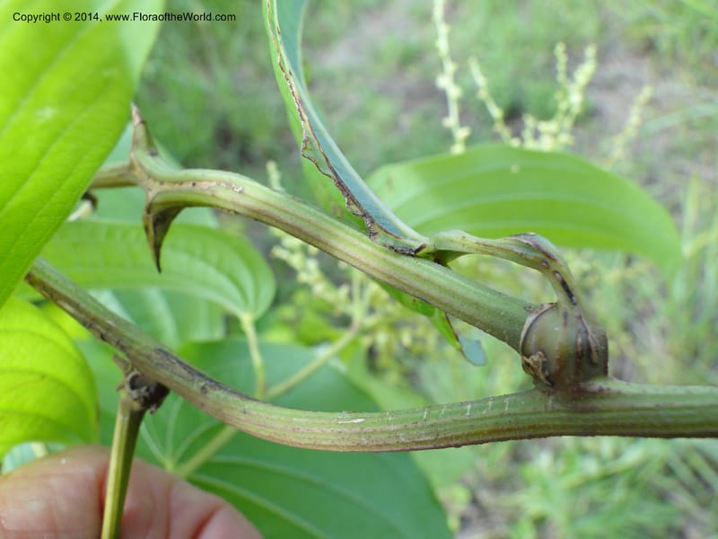Dioscorea, Stevens,  W. D 31168, Garay Cue, 19 Mar 2011 2366 (1).JPG