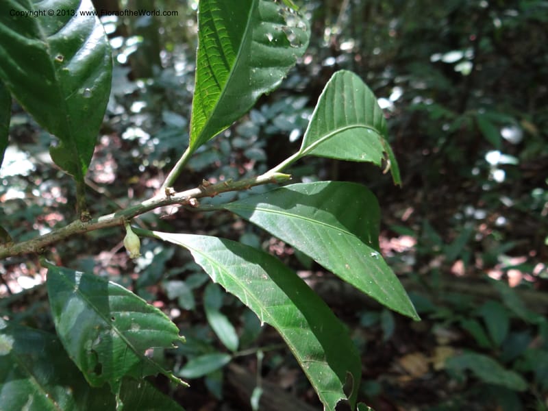 Rinorea, VC 5620--Thailand. Surat Thani Prov. Khlong Phanom Nat. Park. 15 Nov 2012. (183).JPG