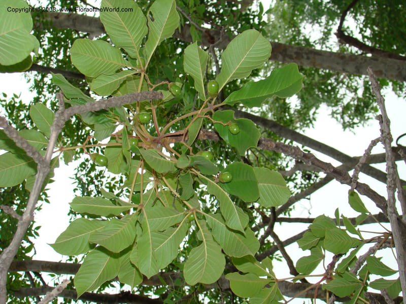 Vitex fischeri, RGereau7040--Tanz. Mbeya Rural Distr. Utengule Coffee Lodge. 26 Jan 08. 157.jpg