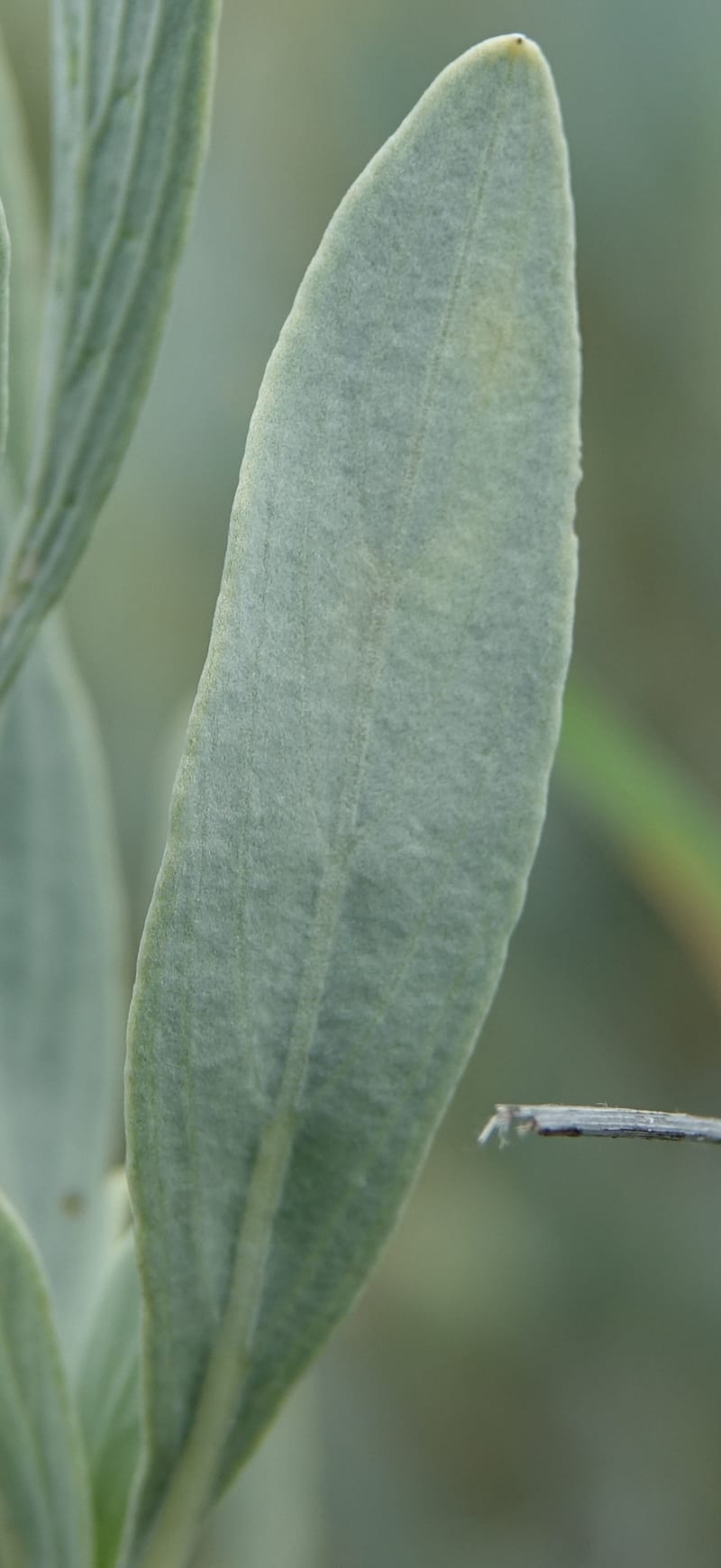 Petalidium ohopohense, L. Nanyeni 1285--Namibia. Hwy 3031. Odom 155. 31 Mar 2018. DSC04738 (15).JPG
