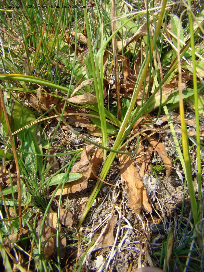 OR. Malheur Co. 10 km W of Rome on Hwy 95. 16 Jul 08. 045.jpg