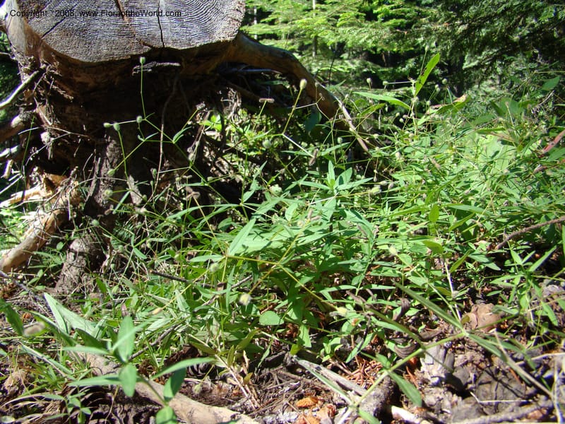 Kelloggia galioides, CDavidson11264--ID. Valley Co. Sylvan Beach, Payette Lake. 24 Aug 08. 033.jpg