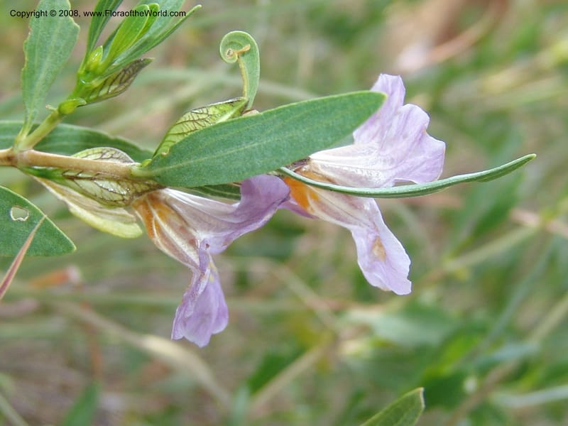 Petalidium oblongifolium cf--So.Africa. Mpumal. twd Steelpoort. 16 Mch 05. 017.jpg