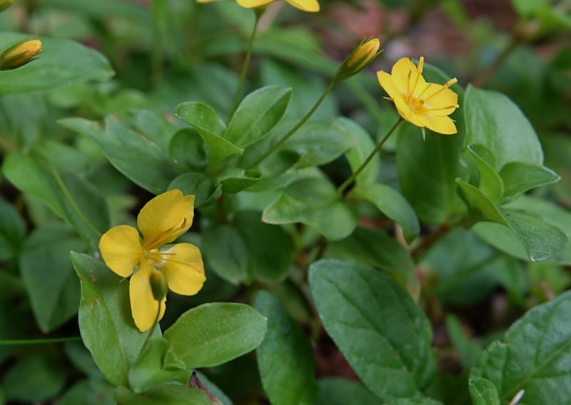 Lysimachia nemorum, Davidson, C 13258--Switzerland. Oberwald. Chapel St. Nikolas. 2 Jul 2016. DSC07728 (531).JPG