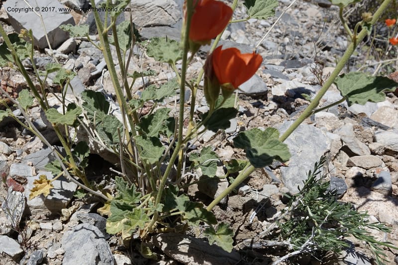 Sphaeralcea ambigua var. rugosa, Davidson, C 13113--California. Inyo Co. N. Death Valley Rd. Stop 1. 18 Apr 2016.  (24).JPG