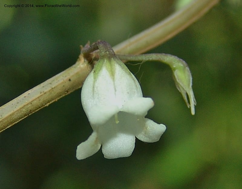Basistemon silvaticus, Farfan 815--Peru. Edo. Madre de Dios. Laguna Valencia. 22 Oct 05. 242 (8).jpg