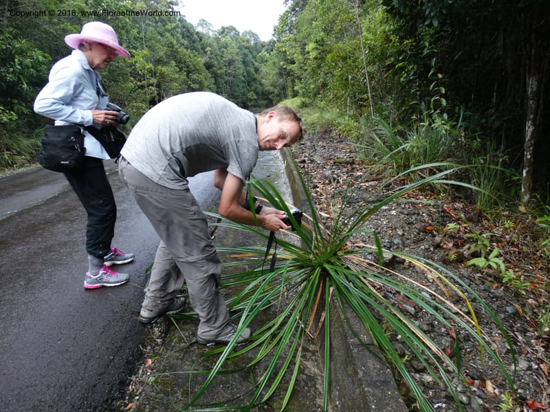Pandanus borneensis, Callmander, M 1186--Sabah. G. Silam. 1 Oct 2014. DSC00937 (173).JPG