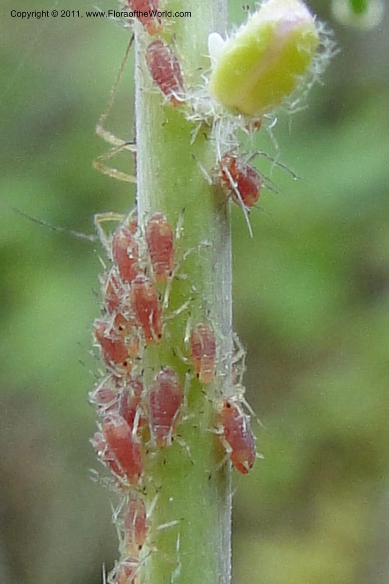 Boechera, Davidson, C 11889--Idaho. Adams Co. Fish Lake Rd. 10 July 2011. 163 (12).jpg