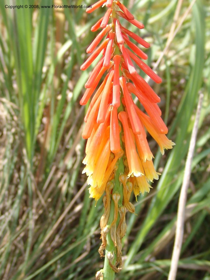 Kniphofia triangularis cf--So.Africa. E. Cape. Umtanvuna Nat. Res. 2. 11 Mch 05. 120.jpg