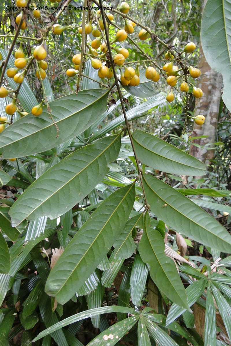 Aglaia, Regalado 1857--Viet Nam. Unknown mountain. 10 May 2011. 115 (27).jpg