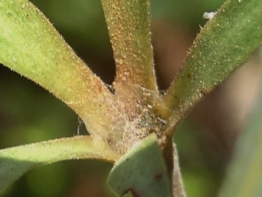 Atractocarpus, Gildas no.--New Caledonia. PinPin. 20 Nov 2015. DSC03938 (574).JPG