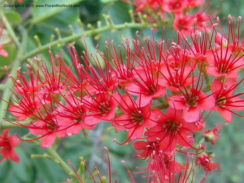 Combretum coccineum, Rogers, Z 909-Madagascar, 20 Jan 2006 026 (5).jpg