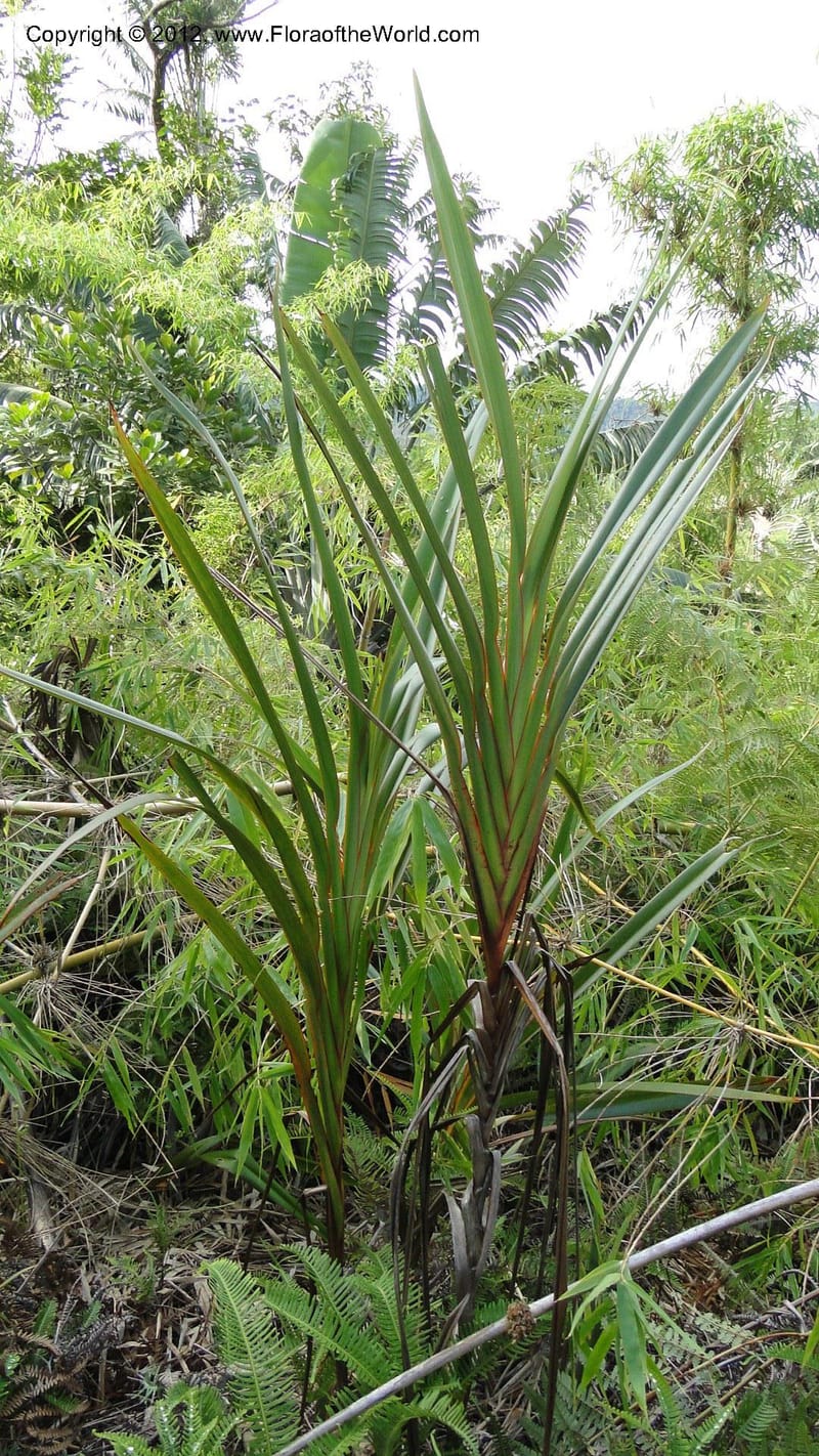 Dianella ensifolia, A. Ramahefaharivelo 168--Madagascar. Ambolotara. Ambodini, Vatovavy. 3 May 2010 177 (70).jpg