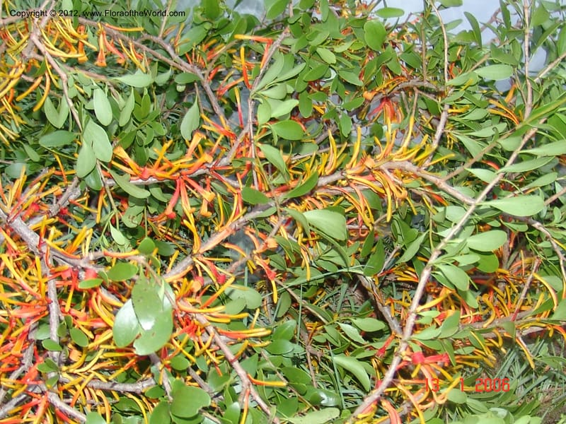 Bakerella sp. unk., Rogers, Z 860-Madagascar  129 (9).jpg
