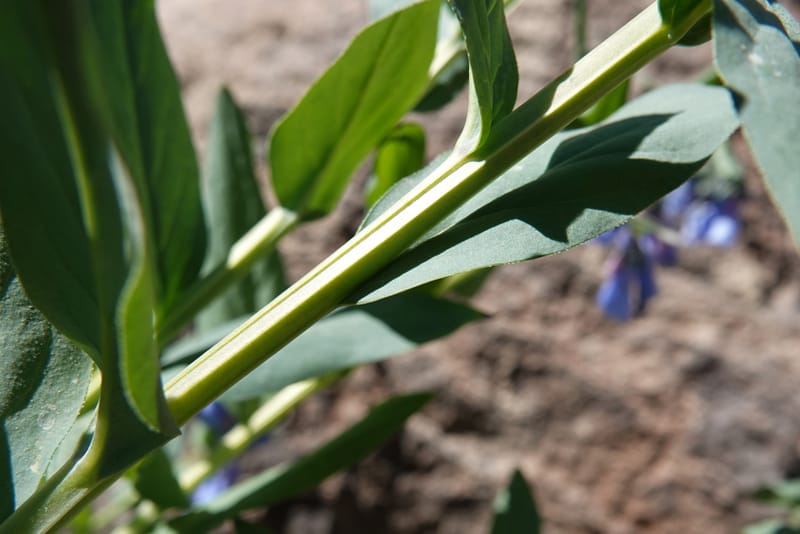 Mertensia ciliata, C. Davidson 13875--ID. Fremont Co. Sawtelle Pk. Stop 7. 30 Jul 2018. DSC08259 (15).JPG
