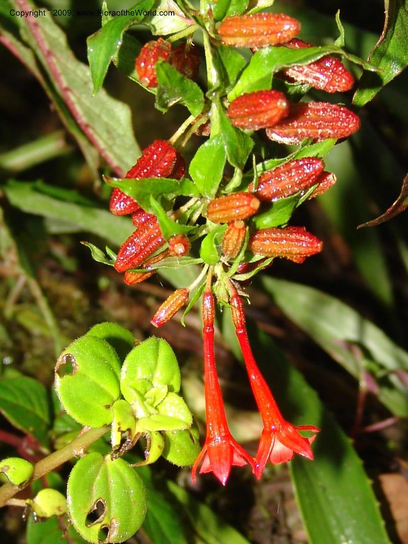 Fuchsia, DNeill16035--Ecuador. Prov. Zam. Ch. Podocarpus N. Pk. 26 Sep 07. 018.jpg
