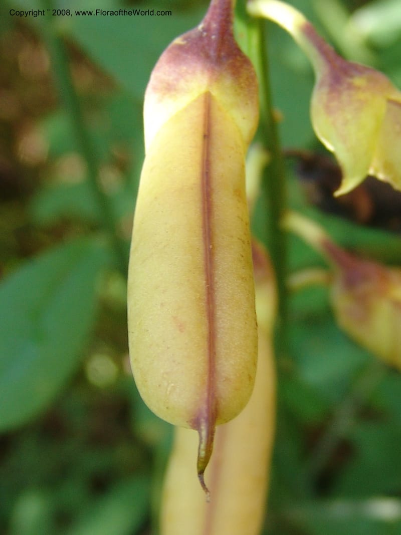 Crotalaria, GWalters1679--Gabon. Prov. Estuaire. Bambuchine, E of Libreville. 17 Apr 06. 011.jpg