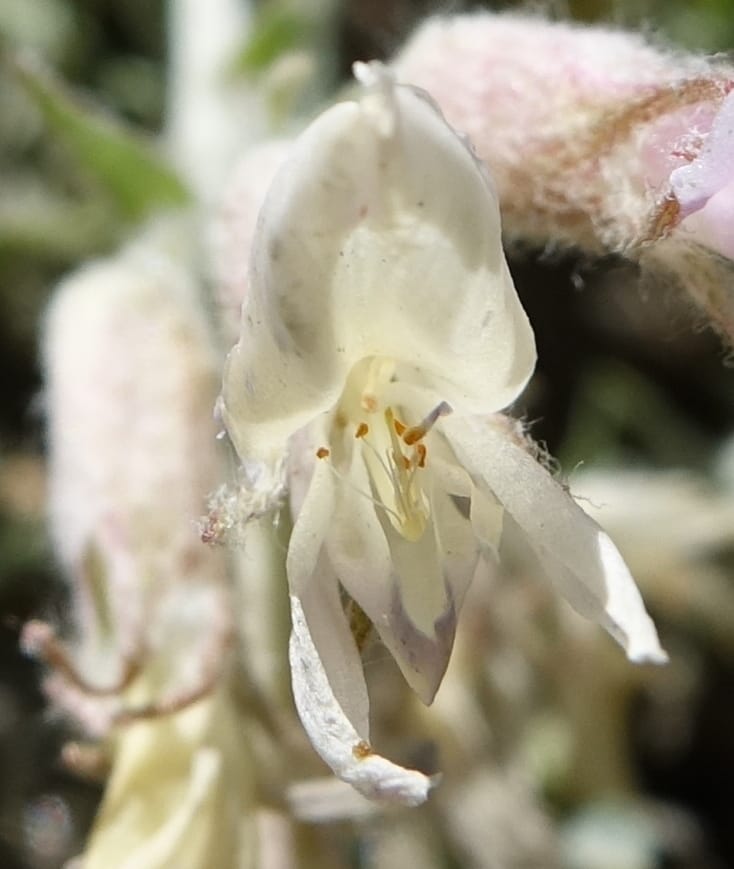 Astragalus purshii, C. Davidson 13582--ID. Idaho Co. Salmon R. Rd. E of Riggins. 24 May 2017. DSC00708. JPG (223).JPG