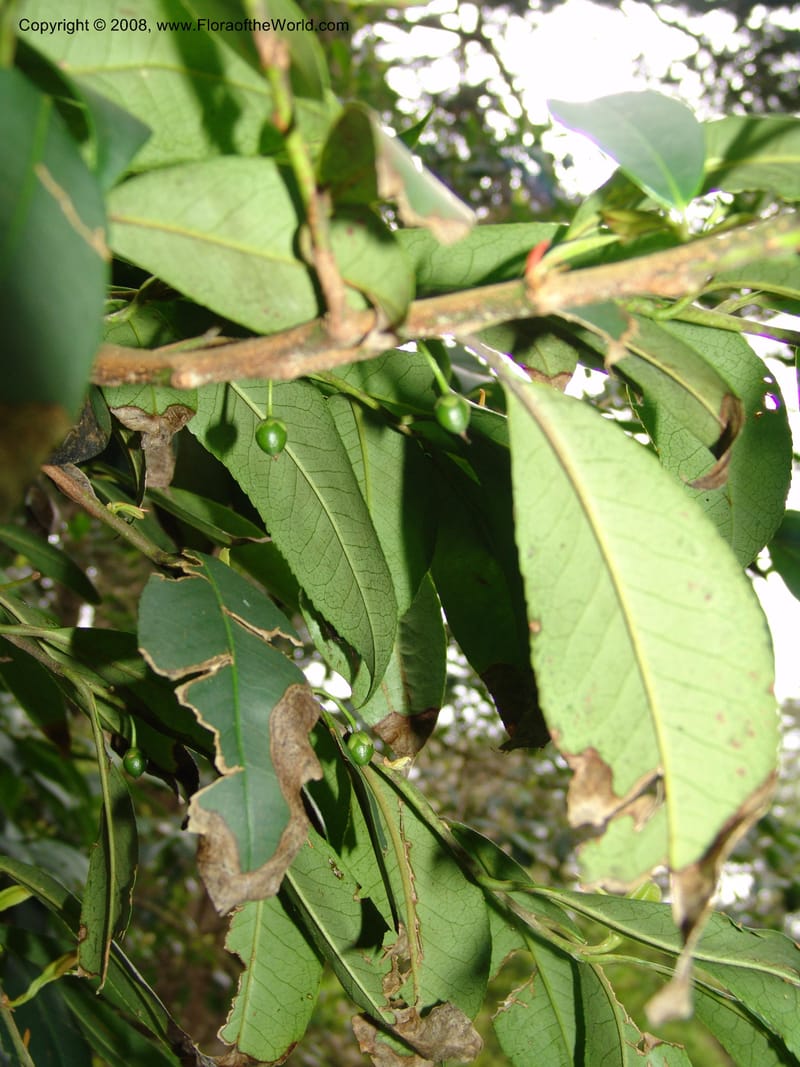 Cleyera theoides--CA. San Francisco Botanical Garden (Strybing Arb.). 30 Mch 06. 314.jpg