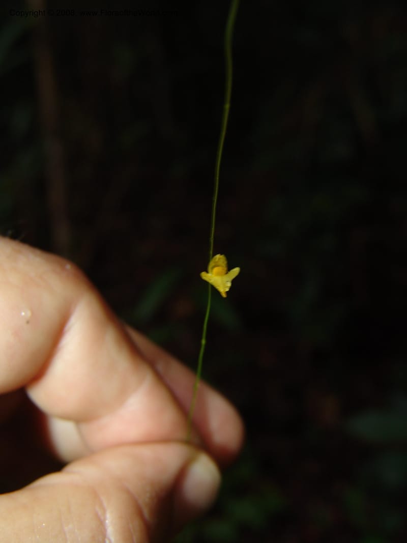 Utricularia subulata, GWalters1646--Gabon. Prv. Estuaire. Mondah For. 16 Apr 06. 093.jpg