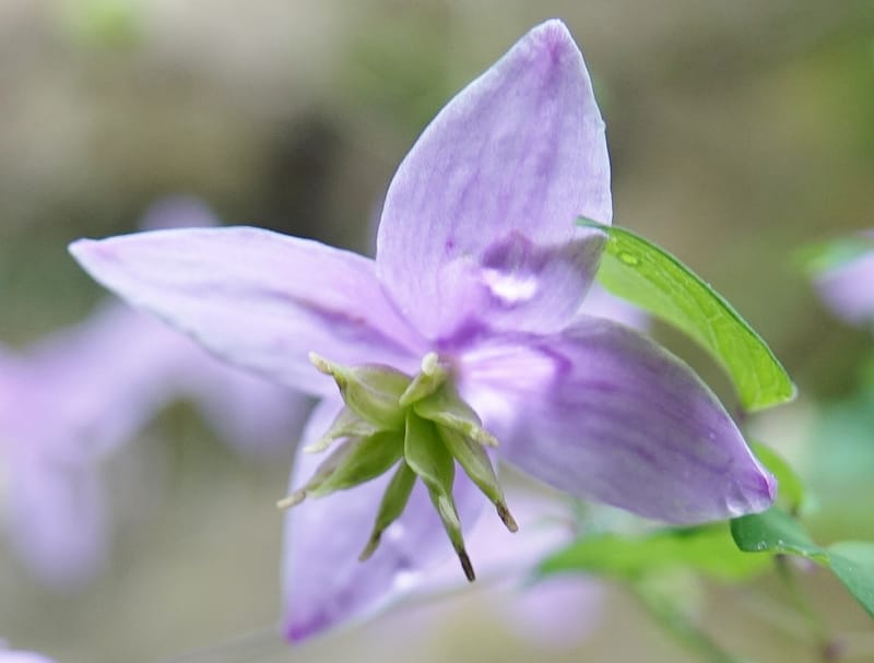 Thalictrum delavayi, C. Davidson 13765--China. Sichuan. Yibailingba-gou. 12 Aug 2017. DSC04660 (206).JPG