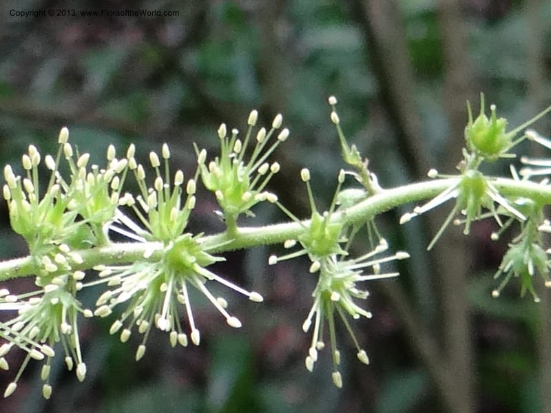Astilbe grandis, Davidson, C 11953--China. Zhejiang Priv. Tian Mu Shan. 31 May 2012. DSC00927 (110).JPG