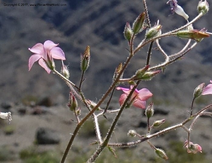 Gilia latifolia, Davidson, C 13078--California. Inyo Co. Last Chance Mts. 16 Apr 2016.  (139).JPG