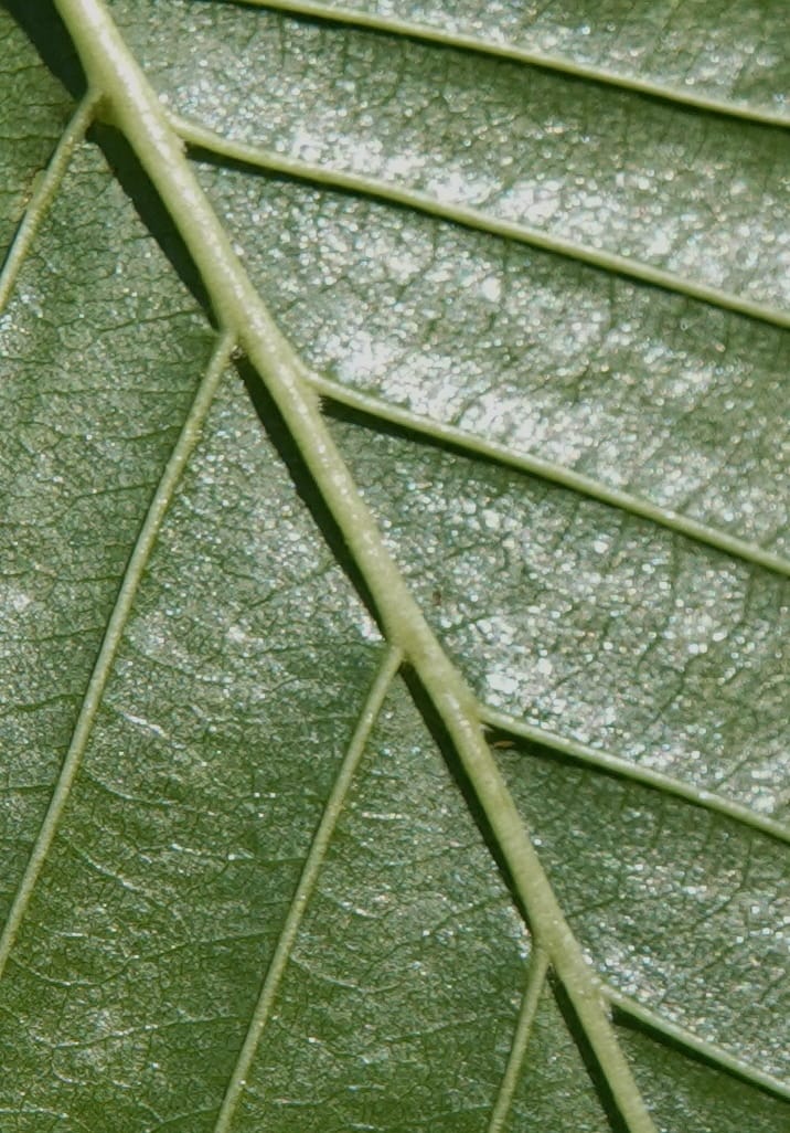 Alnus viridis subsp. fruticosa, C. Davidson 13827--ID. Shoshone Co. Hobo Cedar Grove. 9 Jul 2018. DSC06256 (200).JPG