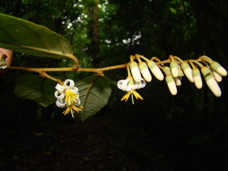 Styrax nicaraguense, WDStevens27263--Nicaragua. Matagalpa. Cerro Picacho at Selva Negra. 16 Jun 08. 038.jpg