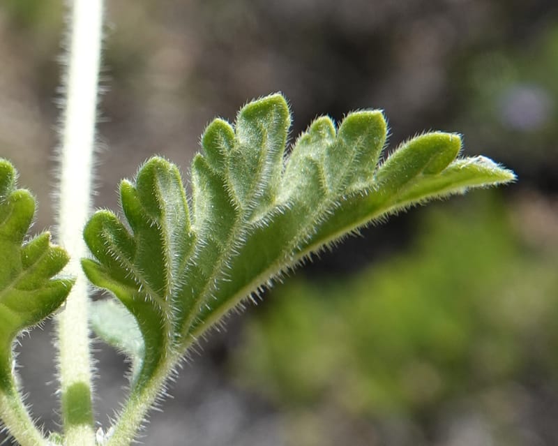 Glandularia gooddingii, C. Davidson 13980--AZ. Pima Co. Mt. Lemmon. Molino View Parking. 8 Apr 2019. DSC (194).JPG