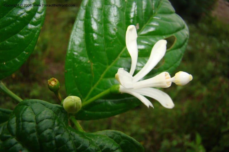 Turraea, WKindeketa2993--Tanz. Rungwe Distr. Rungwe For. Res. 24 Jan 08. 269.jpg