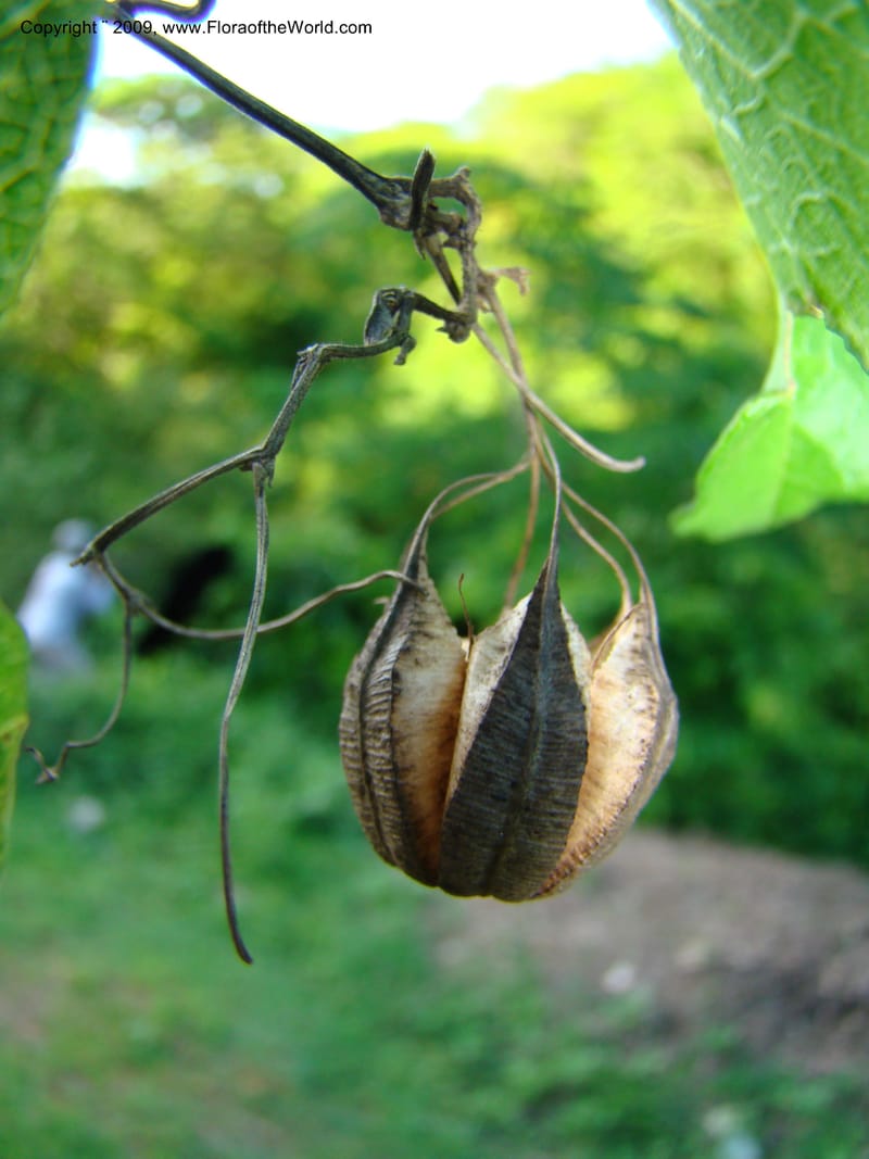 Aristolochia, WDStevens27310--Nicaragua. N.Segov. S of Ocotal, on Pan Am Hwy. 18 Jun 08. 025.jpg