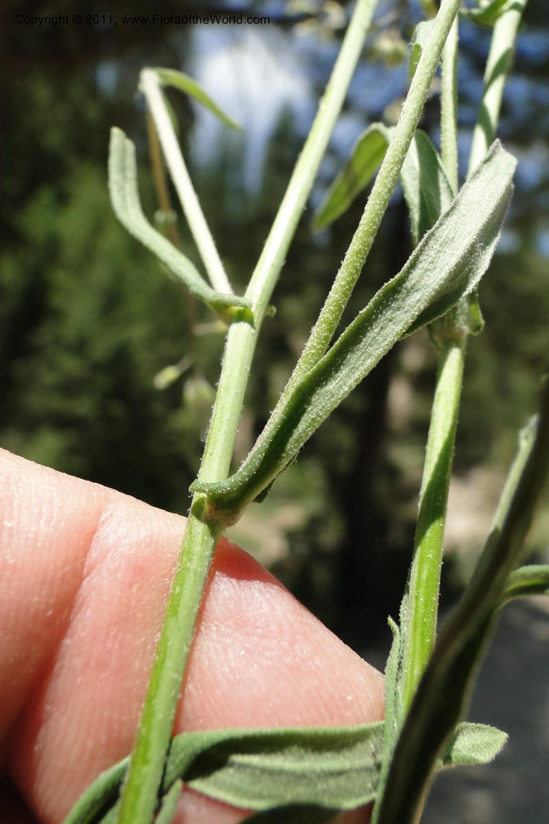 Boechera retrofracta, Davidson 11837--Idaho. Boise Co. Grimes Creek Rd. 28 June 2011. 072 (31).jpg