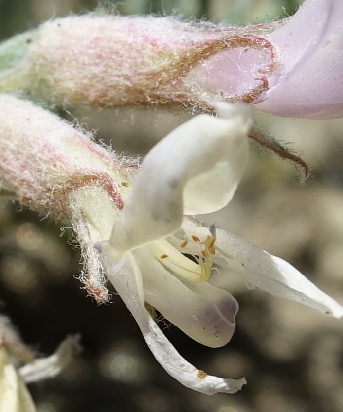 Astragalus purshii, C. Davidson 13582--ID. Idaho Co. Salmon R. Rd. E of Riggins. 24 May 2017. DSC00708. JPG (212).JPG