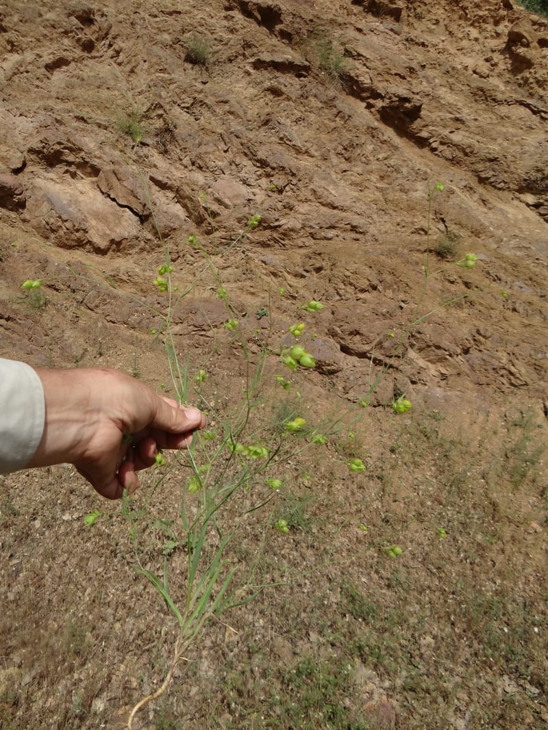 Bupleurum--Kurdistan. Tawailla. Stop 3. 22 May 2013. DSC04827 (20).JPG