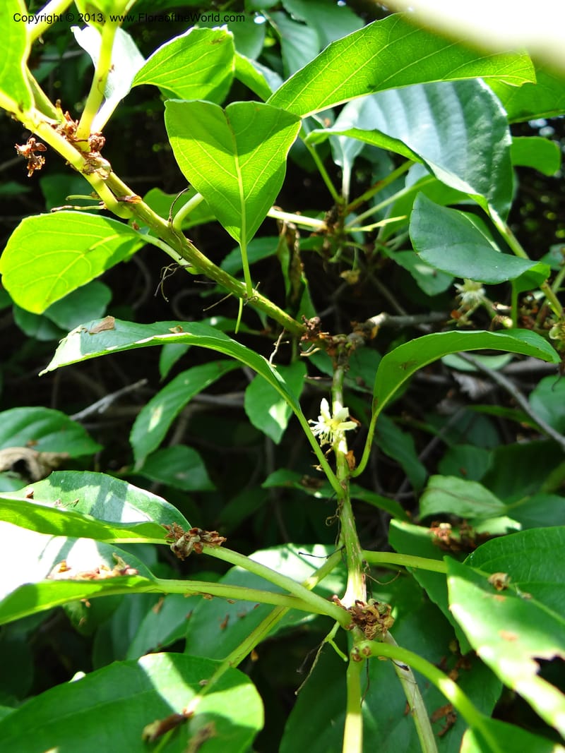 Actinidia callosa var. discolor, Li Pan 1205270--China. Zhejiang Prov. Shunxi Village. 28 May 2012. DSC00347 (103).JPG
