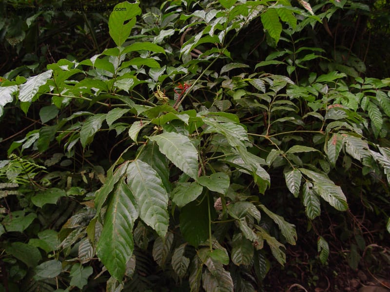 Leea guineensis--Cameroon. Mt. Cameroon. 6 Dec 03. 092.jpg