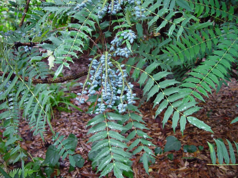 Berberis oiwakensis (=Mahonia lomariifolia)--CA. UCLA. Mathias Bot. Gard. 13 Feb 03. 072.jpg