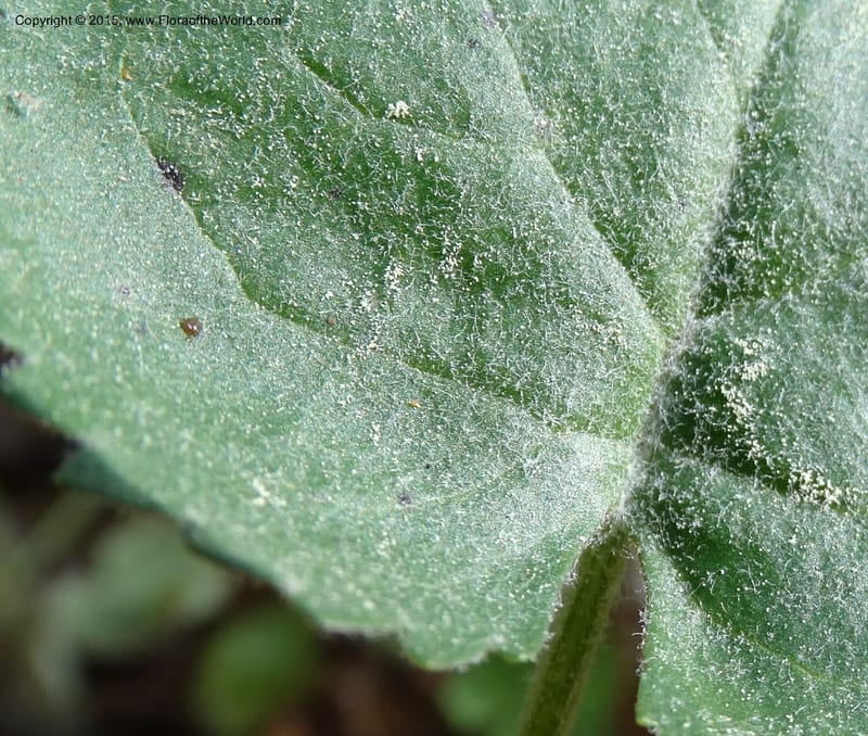 Packera serpenticola, Davidson, C 12974--No. Carolina. Clay Co. Buck Cr. 13 May 2015. DSC04619 (57).JPG