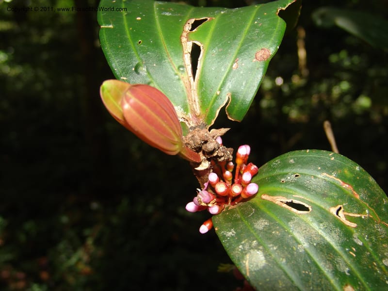 Medinilla, ROR1585--Madag. Parc Nat. Montagne d'Ambre. 11 Nov 06. 121.jpg